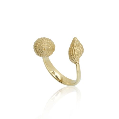 Coast Conch Coast Conch