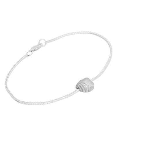 Coast Seashell-medium Coast Seashell-medium