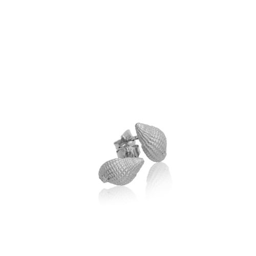 Coast Conch Small Coast Conch Small